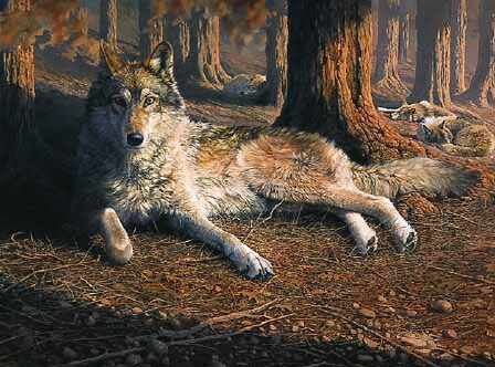 BM – Reclining Wolf © Bonnie Marris