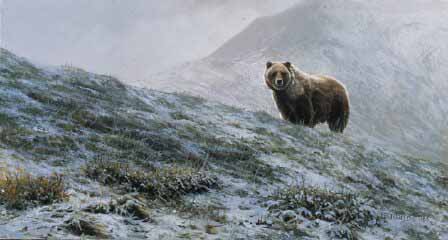 BM – Sable Pass Grizzly © Bonnie Marris
