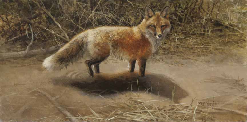 BM – Swamp Fox © Bonnie Marris