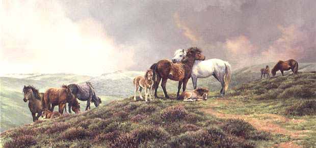 BM – The Dartmoor Ponies © Bonnie Marris