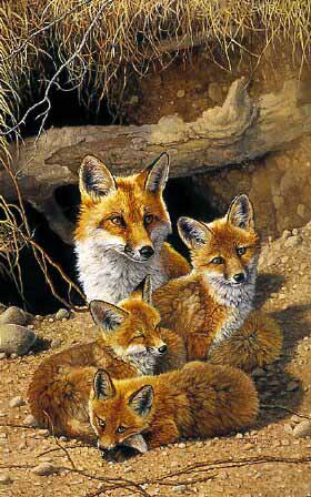BM – The Fox Family © Bonnie Marris