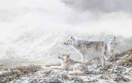 BM – Three Wolves © Bonnie Marris