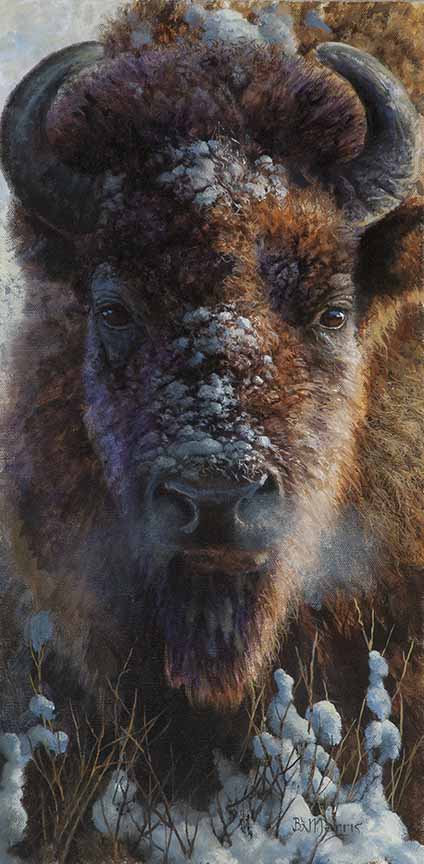BM – Winter Buffalo © Bonnie Marris