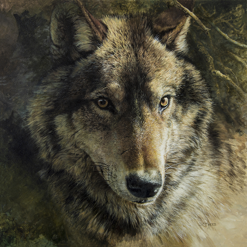 BM – Wolf In the Pines © Bonnie Marris