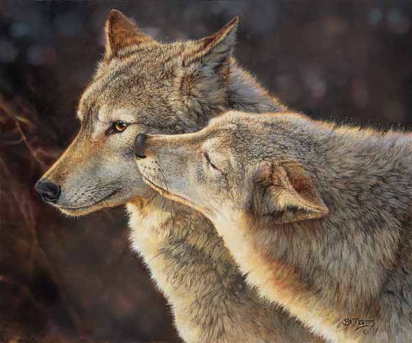 BM – Wolf Kiss © Bonnie Marris