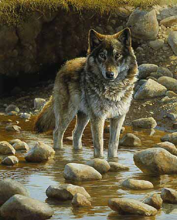 BM – Wolf in Creek © Bonnie Marris