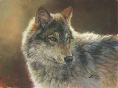 BM – Wolf © Bonnie Marris
