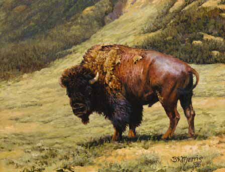 BM – Wyoming Bull © Bonnie Marris