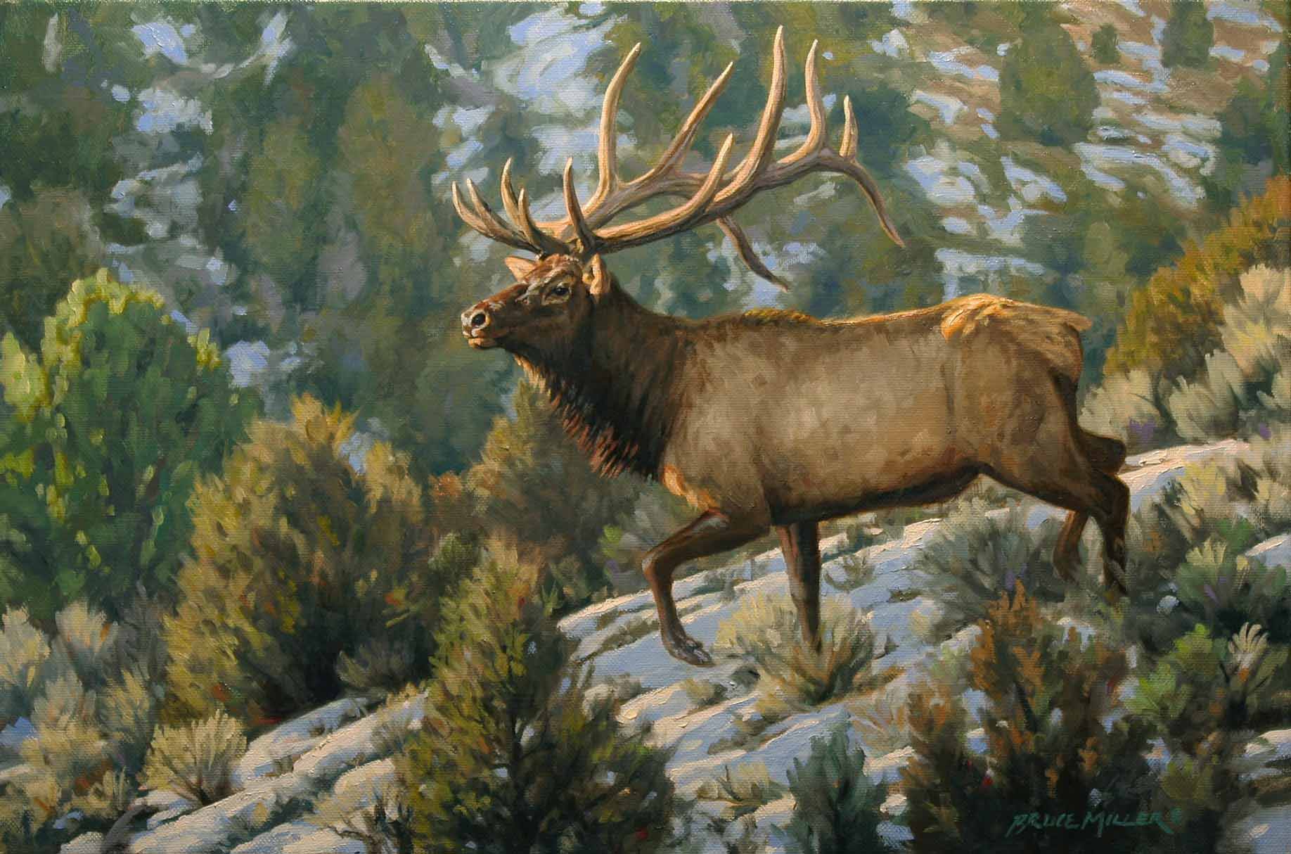 BM2 – Brush Country Elk © Bruce Miller