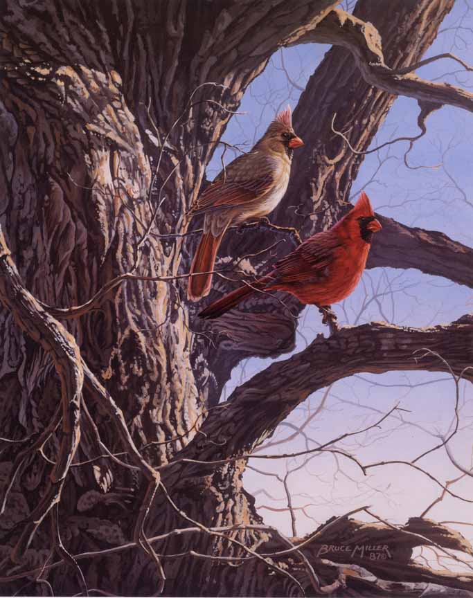 BM2 – Cardinals at Dawn © Bruce Miller