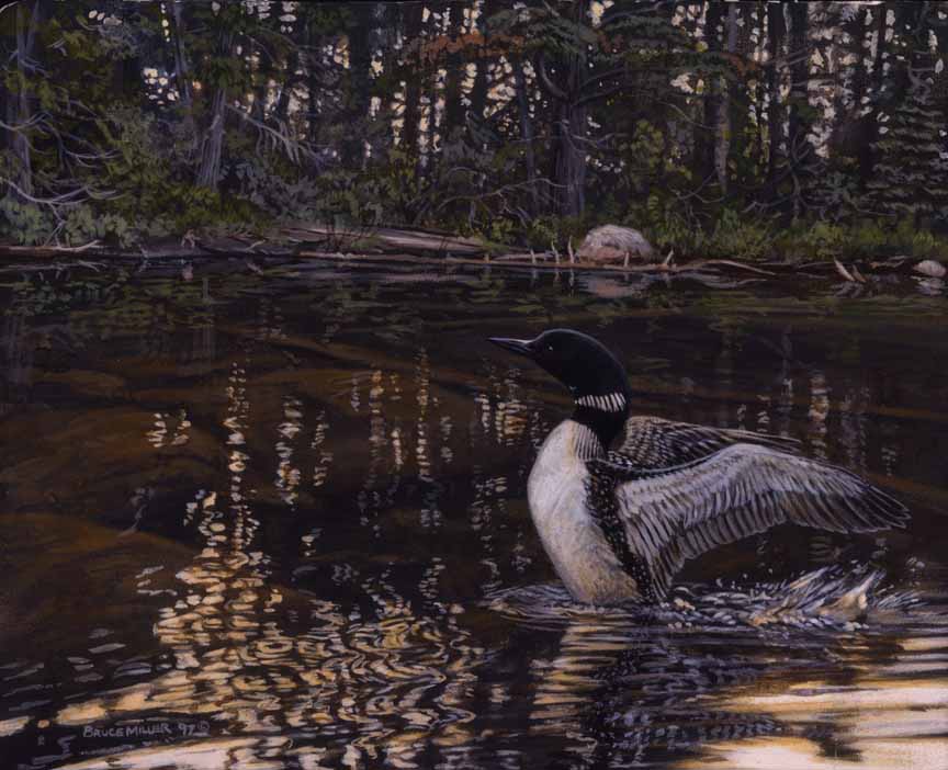 BM2 – Clearwater Loon © Bruce Miller