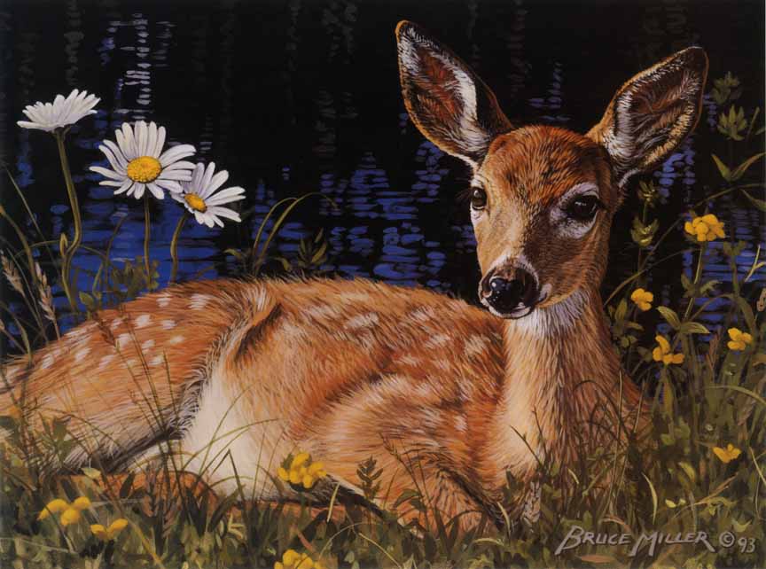 BM2 – Fawn in Daisies © Bruce Miller