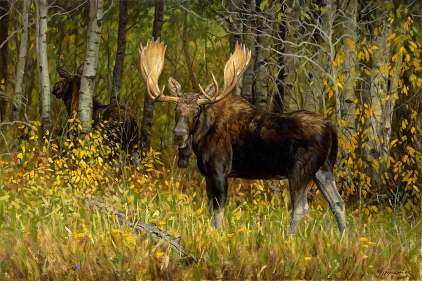 BM2 – Moose © Bruce Miller