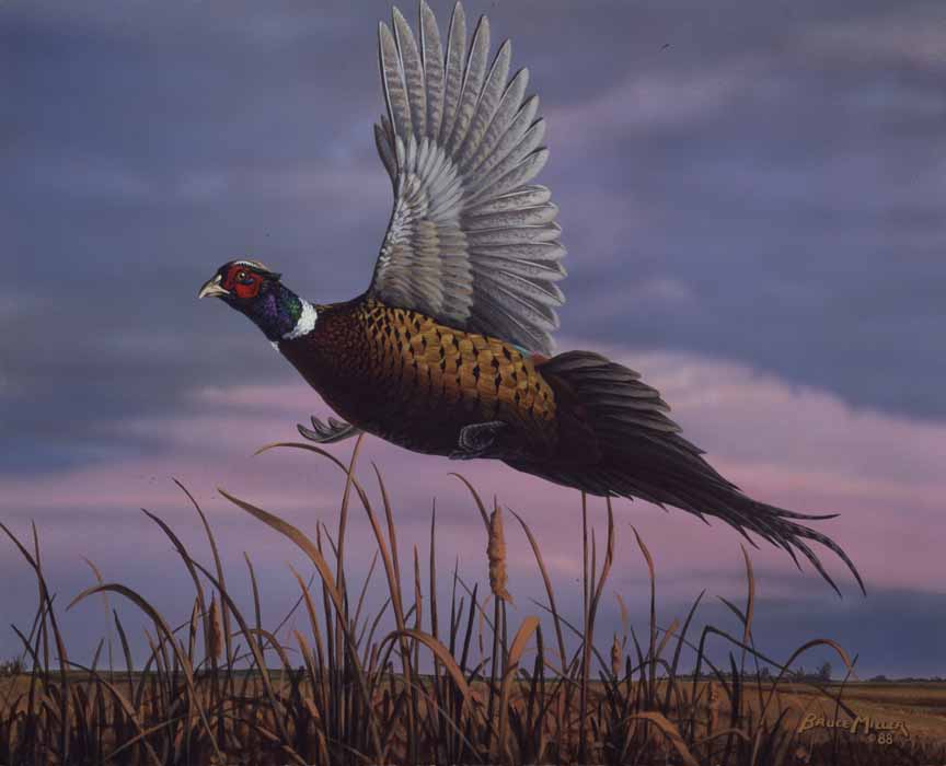 BM2 – Pheasant © Bruce Miller
