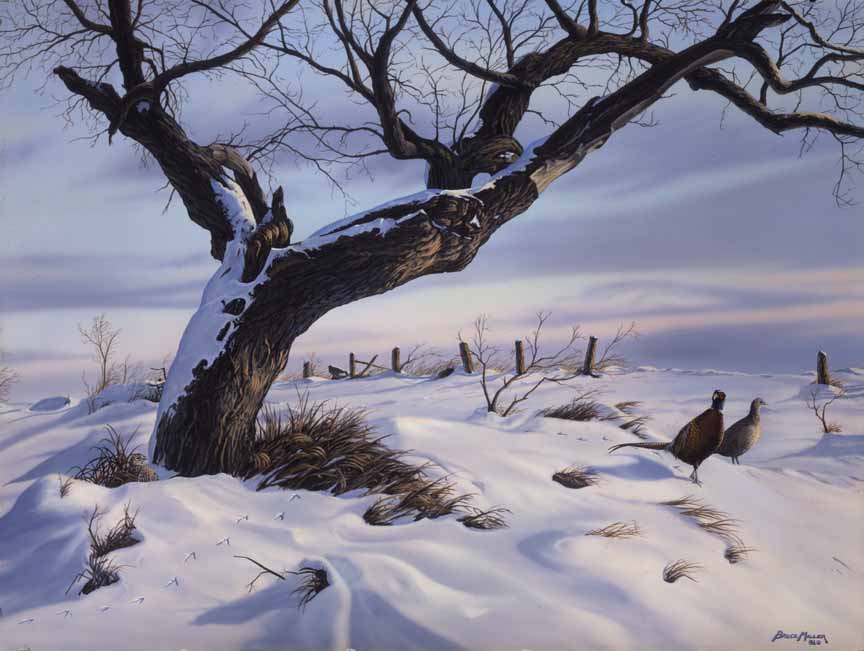 BM2 – Pheasants in Snow © Bruce Miller