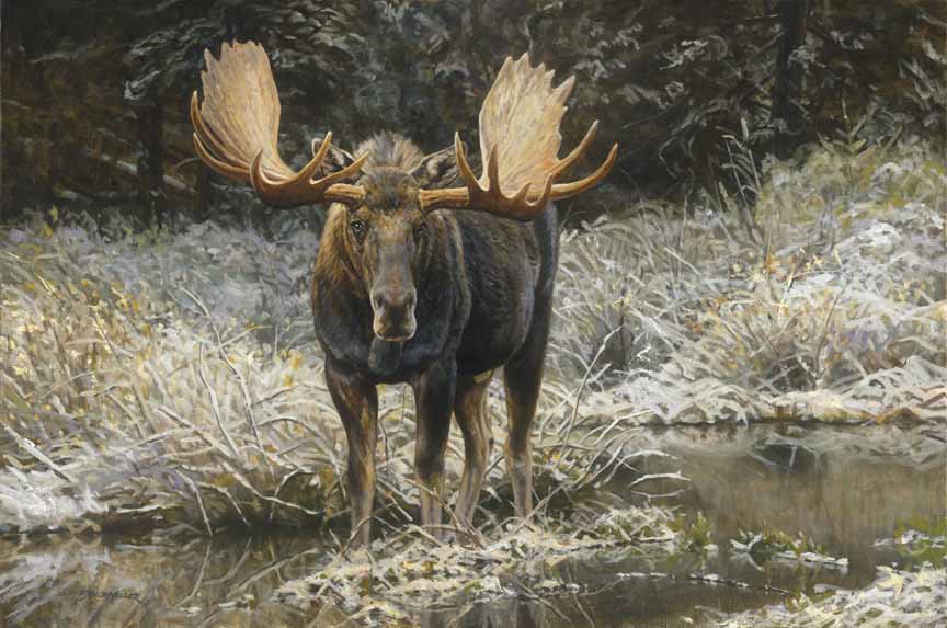 BM2 – September Moose © Bruce Miller