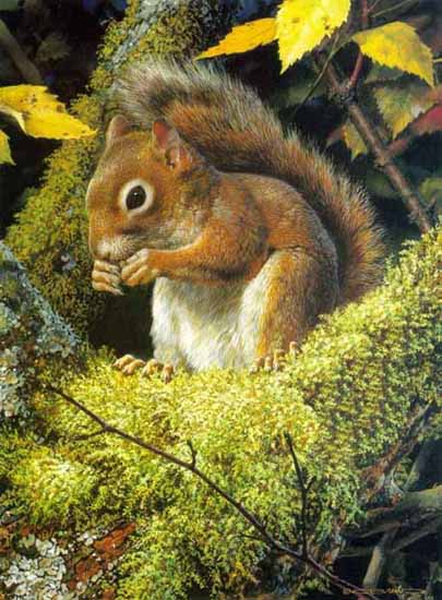 CB – Acrobat’s Meal – Red Squirrel © Carl Brenders
