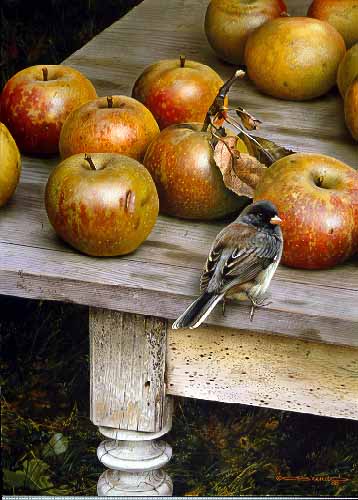 CB – Apple Harvest © Carl Brenders