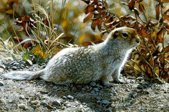 CB – Arctic Ground Squirrel © Carl Brenders