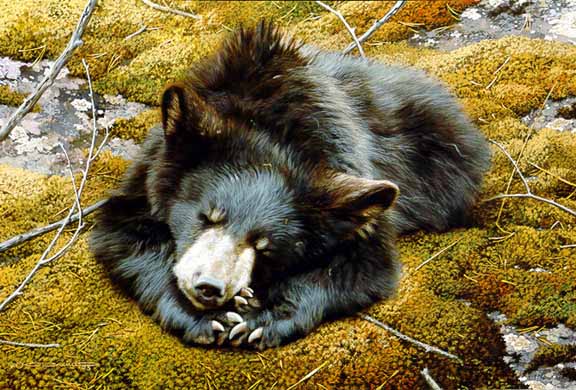 CB – Bearly Asleep © Carl Brenders