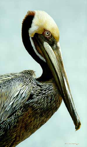 CB – Brown Pelican © Carl Brenders