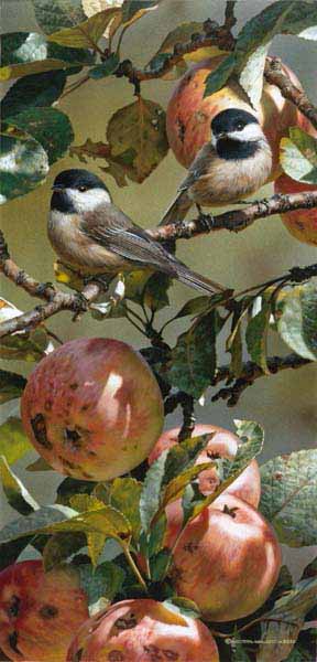 CB – Chickadees and Apple Tree © Carl Brenders