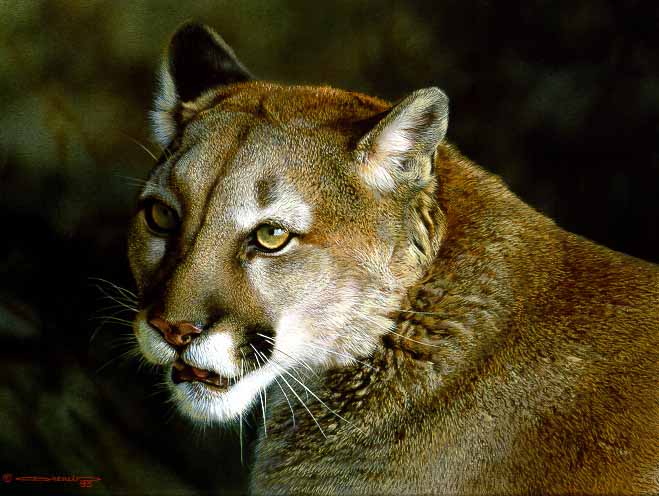 CB – Close-up Cougar © Carl Brenders