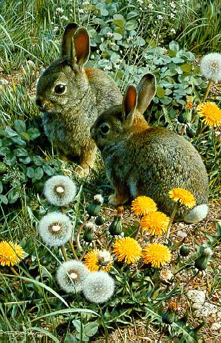CB – Colorful Playground – Cottontails © Carl Brenders