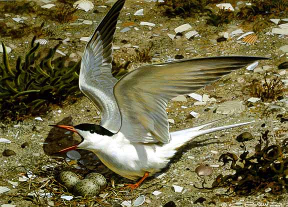 CB – Common Tern © Carl Brenders