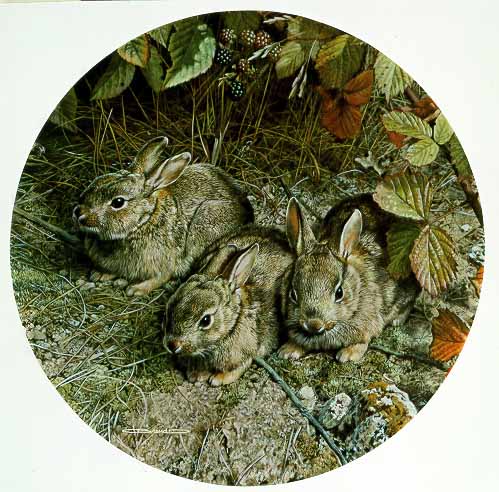 CB – Cottontails © Carl Brenders
