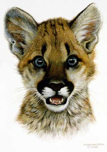 CB – Cougar Cub © Carl Brenders