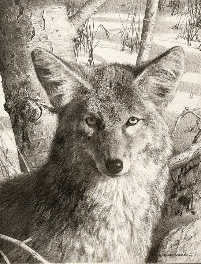 CB – Coyote Portrait © Carl Brenders