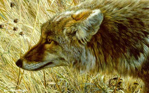 CB – Coyote in Grass © Carl Brenders