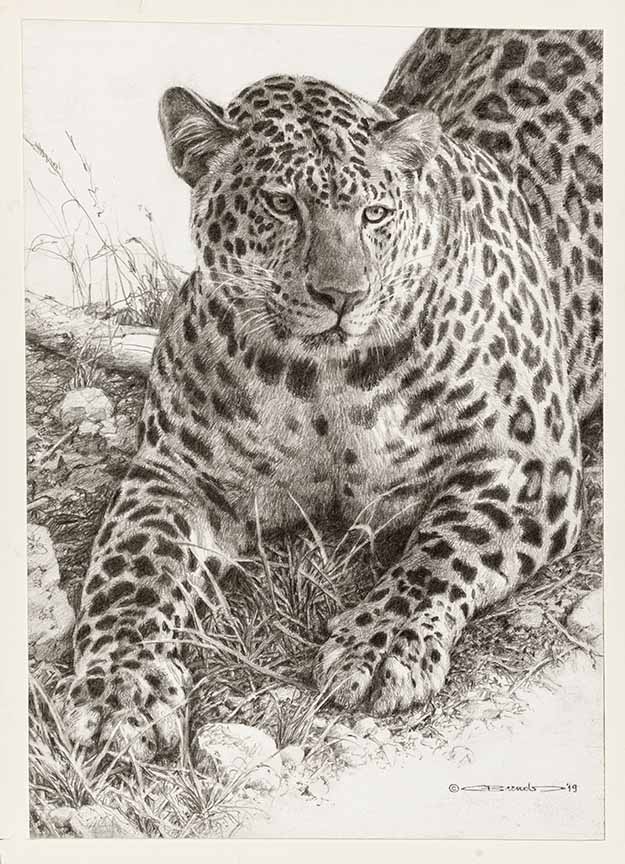 CB – Crouching Leopard © Carl Brenders