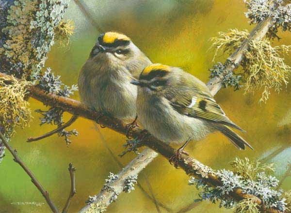 CB – Crowning Glory – Golden Crowned Kinglets © Carl Brenders