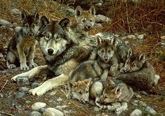 CB – Den Mother – Wolf Family © Carl Brenders