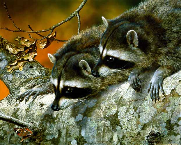 CB – Double Trouble – Racoons © Carl Brenders