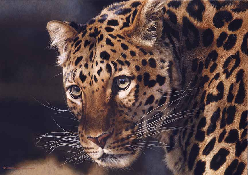 CB – East of the Sun – Chinese Leopard © Carl Brenders