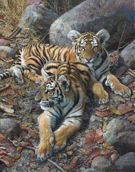 CB – Endangered Ambassadors – Tiger Cubs © Carl Brenders