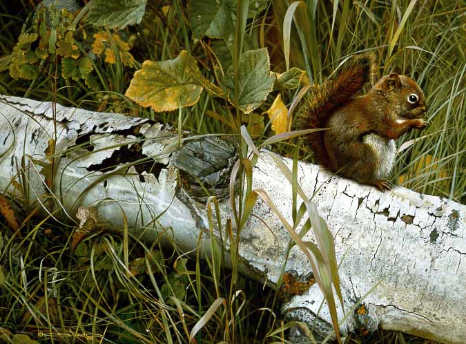 CB – Forager’s Reward – Red Squirrel © Carl Brenders