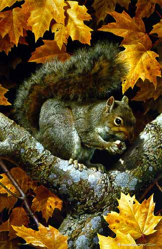 CB – Golden Season – Grey Squirrel © Carl Brenders
