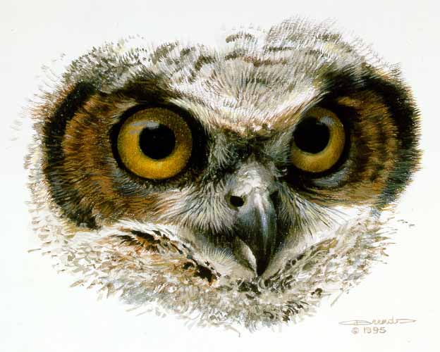 CB – Great Horned Owl Eye Sketch © Carl Brenders