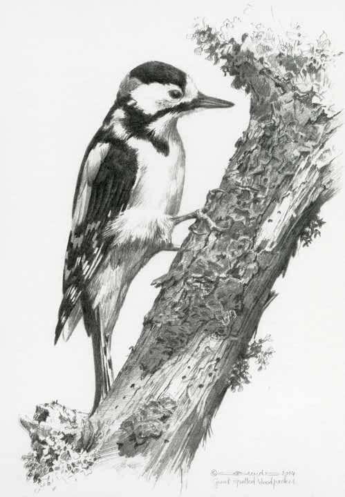 CB – Great Spotted Woodpecker © Carl Brenders