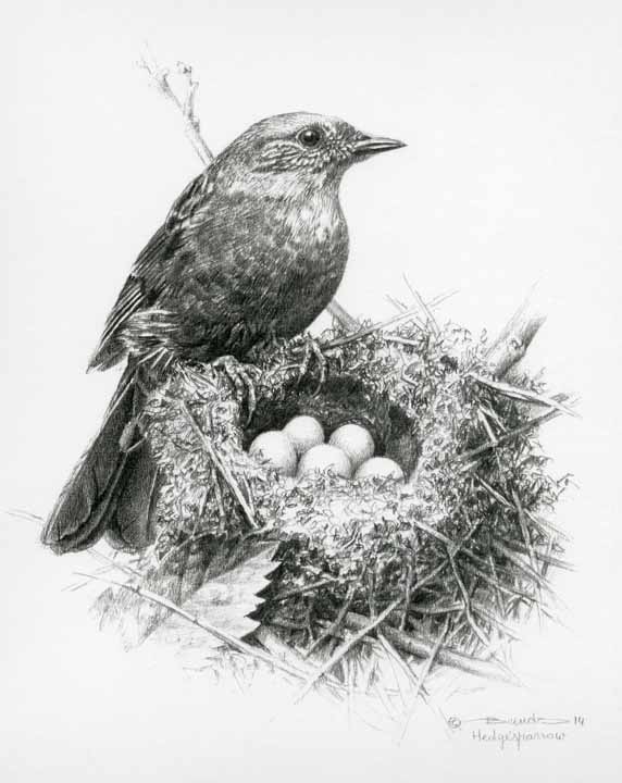 CB – Hedge Sparrow © Carl Brenders