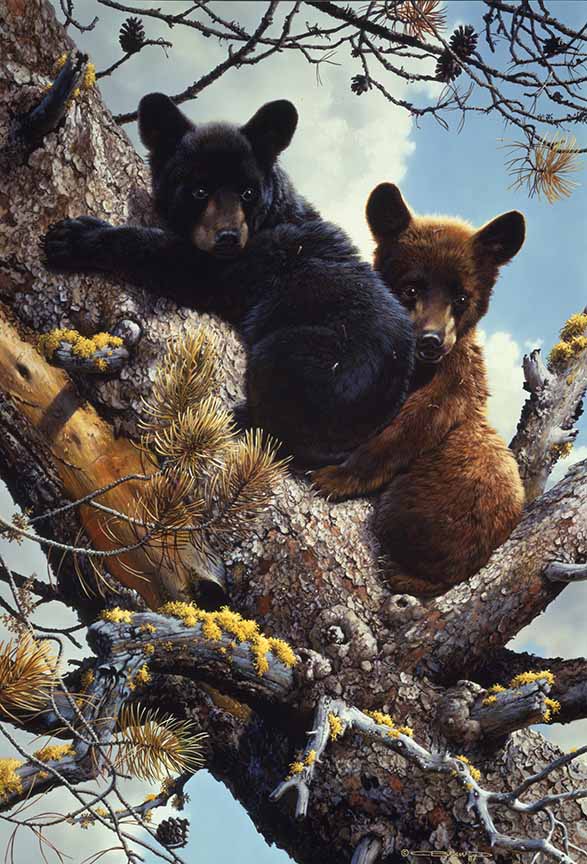 CB – High Adventurers – Black Bear Cubs © Carl Brenders