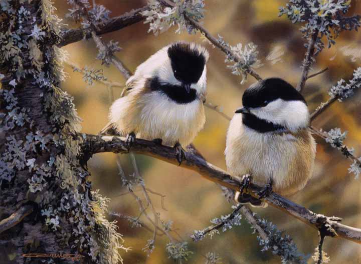 CB – In the Black – Black Capped Chickadees © Carl Brenders