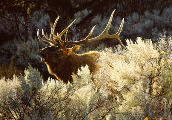 CB – Indian Summer – Bugling Elk © Carl Brenders