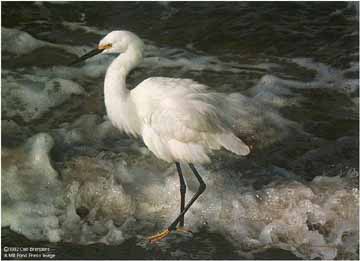 CB – Island Shores – Snowy Egret © Carl Brenders