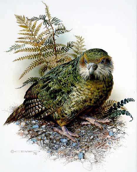 CB – Kakapo © Carl Brenders