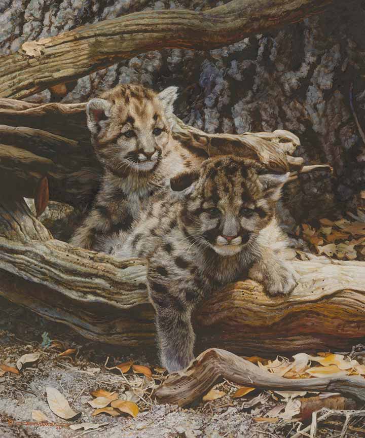 CB – Lend an Ear – Cougar Cubs © Carl Brenders